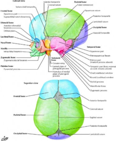 其他顱顏疾病::認識craniosynostosis 顱縫早閉症::財團法人